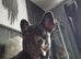 Female frenchie