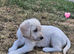 Labradoodle puppies for sale