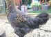 Tame Araucana x Silkie cockerel