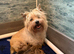 Beautiful cairn terrier puppies