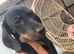 Beautiful dachshund puppies