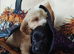 Cockapoo x cocker Spaniels F1b
