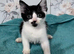3 female kittens
