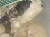 Bengal kittens ready now