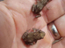 Miyako Toads at Birmingham Reptiles
