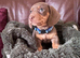 4 gorgeous chocolate mini dachshund puppiespuppies