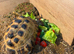 3yr old Horsfield tortoise