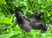 Cayuga ducklings