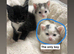 4x Kittens