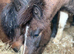 3/4 year old colt