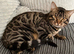 Urgently need a new home