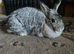 Giant Chinchilla Doe