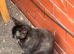 Tortoise shell cat
