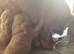 Cocker spaniel puppies