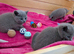 TICA registered Russian blue kittens