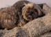 Gorgeous 8 year old Shih Tzu Cross