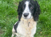 1 beautiful puppy looking for there forever home