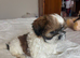 Two beautiful Shih Tzu puppies for sale