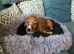 Puppy dauchunds