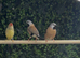 pair of parson finches