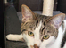 Young Female DSH Cat Needs New Home