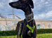 Urgent Rehoming - Gala