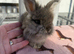 Angora buns