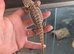Bulk baby bearded dragons