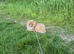 Female pomeranian lilac with tan points