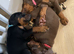 Brown and tan Doberman female ready now