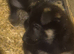 Malinois x gsd husky