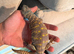 Wanted Uromastyxs