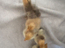 5 Pekin Bantams