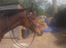 !15.3HH EXCELLANT HACK 12YRS!