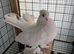 Siberian tumblers for sale