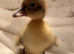 Khaki Campbell Ducklings