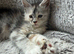 European Pure-breed Maine Coon Kittens. Delivery available!