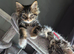 Maine coon kittens last 2 girl