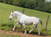 Registered mare in foal for 2027