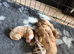 Merle cockapoo puppies