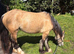 Dun filly