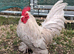 Sablepoot  cockerel