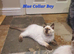 Beautiful GCCF Registered Ragdoll Kittens.