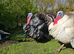 Slate x black turkey hatching eggs x6
