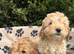 1 beautiful apricot f1 cockapoo boy available