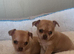 Puppy chihuahua puppy for sale