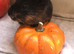 Female baby guinea pig