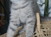 Blue and Blue Golden British shorthair