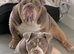 English Bulldog Male & Female
