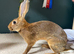 Belgian Hare Bucks pure